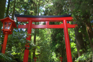 red japanese torii gate with lanterns in wooded area