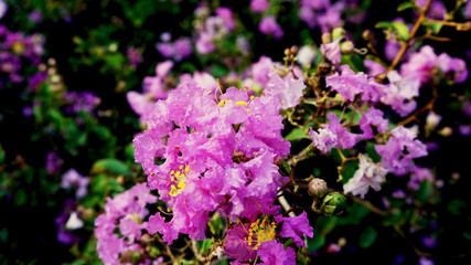 Fototapeta premium purple flowers in the garden