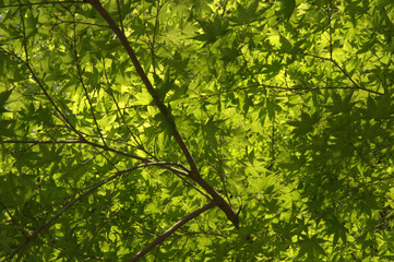 dense foliage in a forest