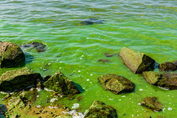 Green algae pollution on the water surface. Ecological concept