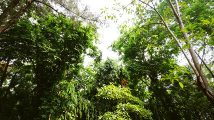 tree in forest