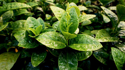 water drops on a leaf