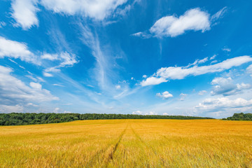 Yellow field with rye under the blue sky at day time.