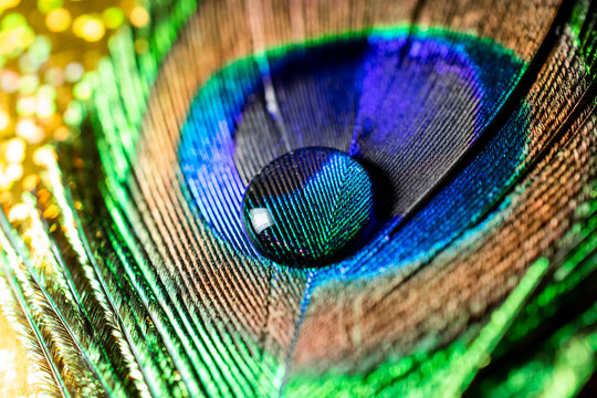 smooth round water drop on multicolored peacock feather, macro