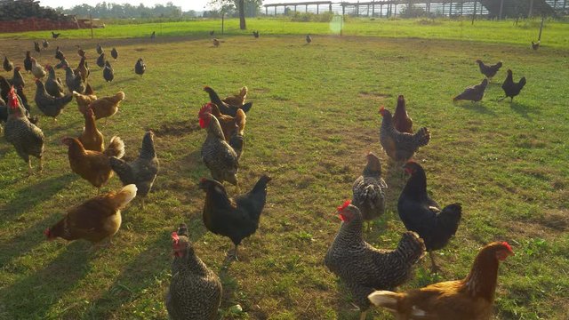 CLOSE UP: Brown and black free range hens roam around the enclosed meadow on a sunny day. Golden summer sun shines on a flock of free range chickens exploring the grassy farmland. Humane poultry farm.
