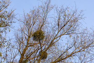 Mistletoe (viscum album) growing on the branches of tree