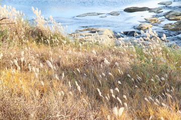 This is a photo of a river and a river bank, taken in early December in early winter.