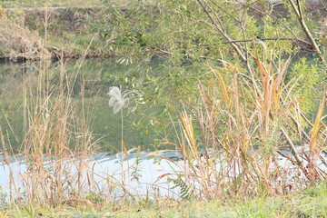 This is a photo of a river and a river bank, taken in early December in early winter.