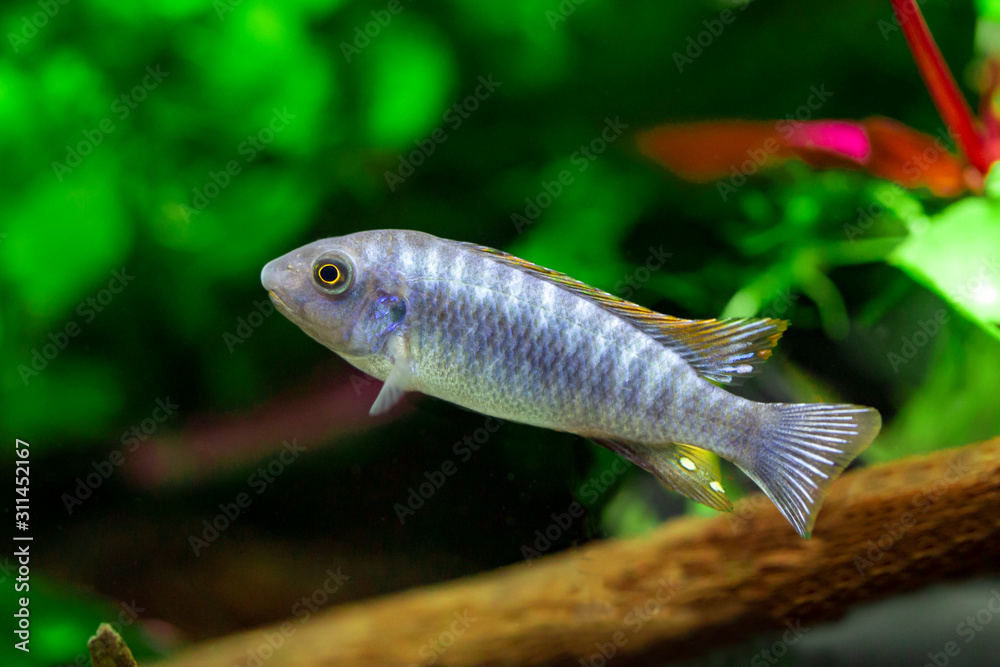 Sticker red top trewavasae - labeotropheus trewavasae