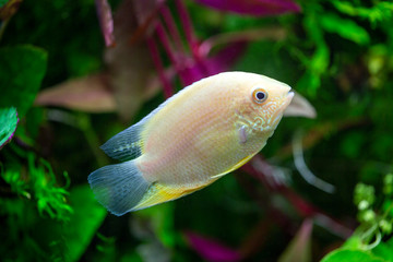 Gold Severum - Banded Cichlid - Heros efasciatus