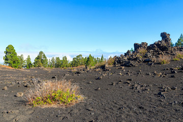 Black volcano fields. Chinyero, Tenerife island.