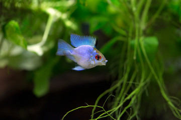 Electric Blue Balloon Ram - Mikrogeophagus ramirezi