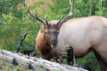 Elk of Yellowstone