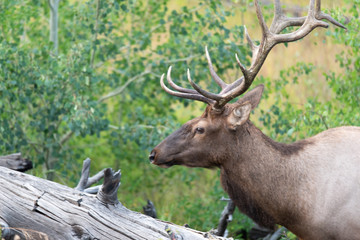 Elk of Yellowstone