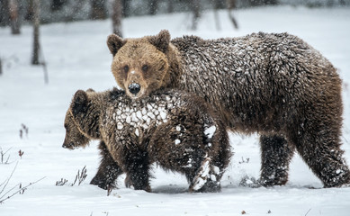 She-Bear and bear cubs on the snow. Brown bears  in the winter forest. Natural habitat. Scientific name: Ursus Arctos Arctos.