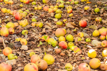 Natural rotten, decomposing red and green apples on the ground among dry leaves in the fall (autumn) season, having fallen not far from the apple tree. Useful as a background.