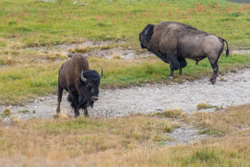 Bisons of Yellowstone