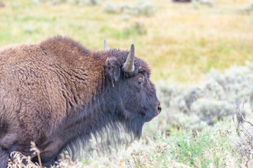 Fototapeta premium Bisons of Yellowstone