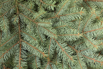 Naklejka na ściany i meble Winter composition - blue spruce tree twigs background