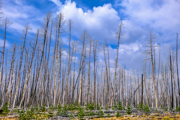 Born Yellowstone forest
