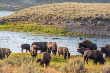 Fototapeta na wymiar Bisons of Yellowstone