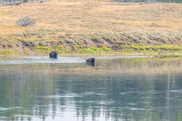 Bisons of Yellowstone