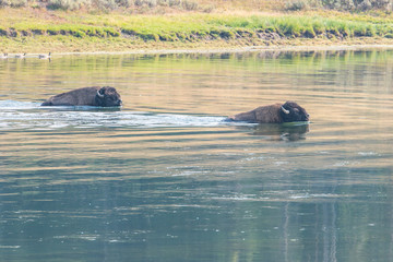 Bisons of Yellowstone