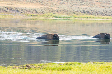 Fototapeta premium Bisons of Yellowstone