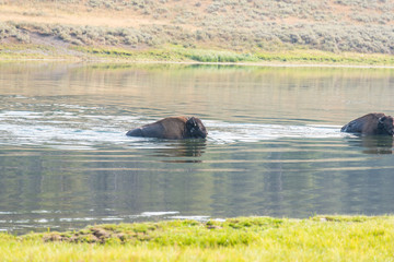 Bisons of Yellowstone