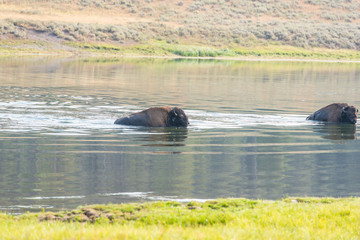 Bisons of Yellowstone