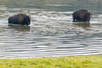 Bisons of Yellowstone