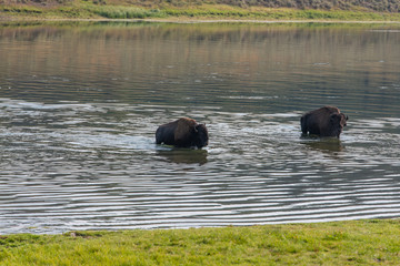 Bisons of Yellowstone
