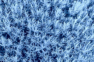 Blue leaves textured background. Color of the year concept. Color of 2020 year - classic blue. Texture from plants. Greenery background toned in blue