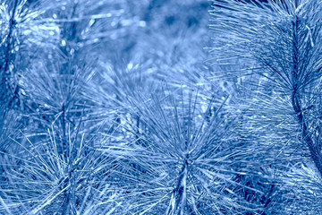 Fir branches classic blue spruce. Close up. Color of the year concept. Color of 2020 year - classic blue. Texture from plants. Fluffy Christmas classic blue tree.