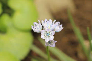 Lilac-blue "Spring Squill" flower (or Spring-flowered Squill) in St. Gallen, Switzerland. Its Latin name is Scilla Verna (Syn Scilla Umbellata), native to western Europe.