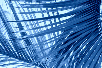 Classic Blue abstract background. Color of the year 2020. Texture made of palm leaves against blue sky. Nature dynamic backdrop for your design. Big blue palm leaf.
