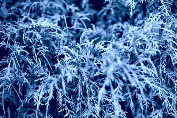 Blue leaves textured background. Color of the year concept. Color of 2020 year - classic blue. Texture from plants. Greenery background toned in blue