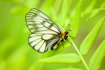 ウスバシロチョウ