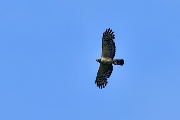 蜂の巣をつかんで悠然と飛ぶハチクマ幼鳥