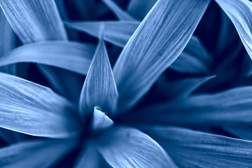 Blue leaves textured background. Color of the year concept. Color of 2020 year - classic blue. Texture from plants. Greenery background toned in blue