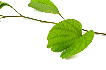 Indian Festival Dussehra, showing golden leaf on a white background. Greeting card.