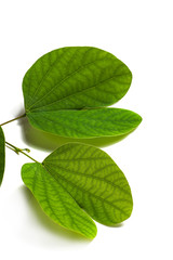 Indian Festival Dussehra, showing golden leaf on a white background. Greeting card.