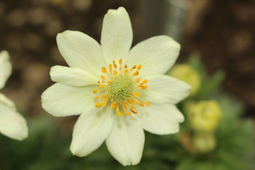 "Yellow Anemone" flower (or Cyclamen-Leaved Anemone) in St. Gallen, Switzerland. Its Latin name is Anemone Palmata, native to western Mediterranean area.
