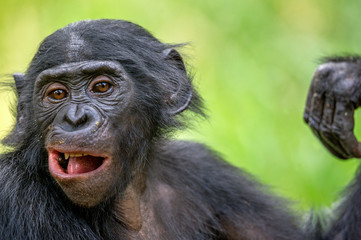 The close up portrait of Bonobo (Pan Paniscus) on the green natural background. Democratic Republic of Congo. Africa