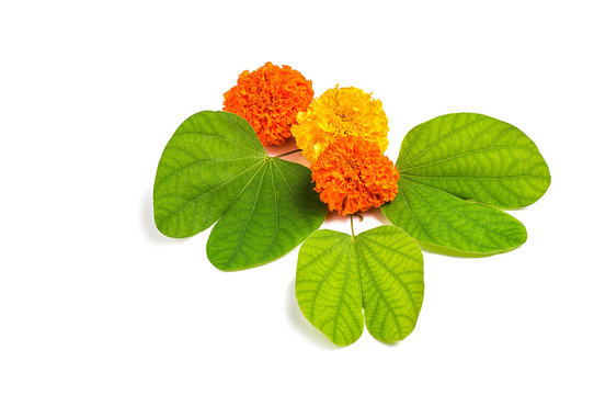 Indian Festival Dussehra, showing golden leaf (Piliostigma racemosum) and marigold flowers on white background. Piliostigma racemosum. Greeting card.