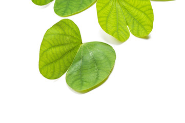 Indian Festival Dussehra, showing golden leaf on a white background. Greeting card.