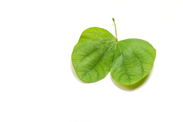 Indian Festival Dussehra, showing golden leaf on a white background. Greeting card.
