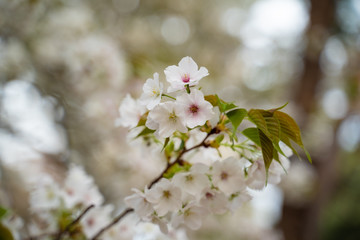 木漏れ日の桜