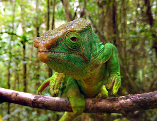 Panther Chameleon About to Jump