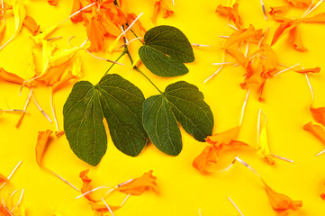 Indian Festival Dussehra, showing golden leaf (Bauhinia racemosa) and marigold flowers on a yellow...
